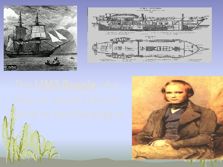 The HMS Beagle, the ship on which Darwin sailed to the Galapagos The HMS Beagle, the ship on which Darwin sailed to the Galapagos