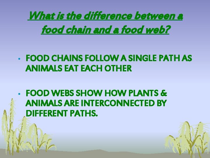 What is the difference between a food chain and a food web? • FOOD What is the difference between a food chain and a food web? • FOOD