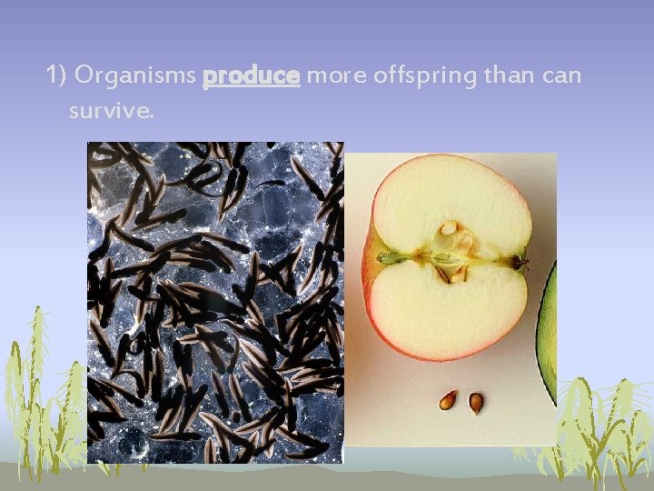1) Organisms produce more offspring than can survive. 1) Organisms produce more offspring than can survive.