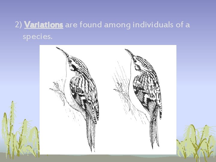 2) Variations are found among individuals of a species. 2) Variations are found among individuals of a species.