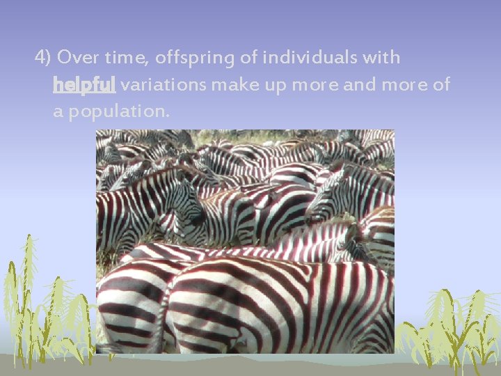 4) Over time, offspring of individuals with helpful variations make up more and more 4) Over time, offspring of individuals with helpful variations make up more and more