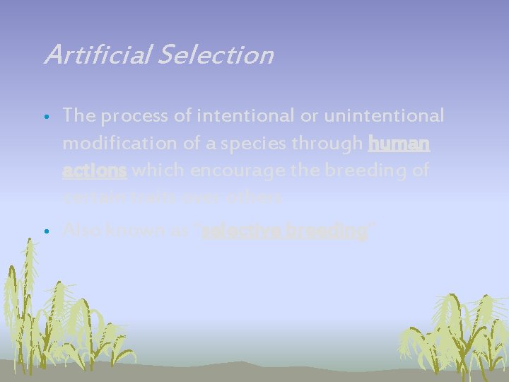 Artificial Selection • • The process of intentional or unintentional modification of a species Artificial Selection • • The process of intentional or unintentional modification of a species