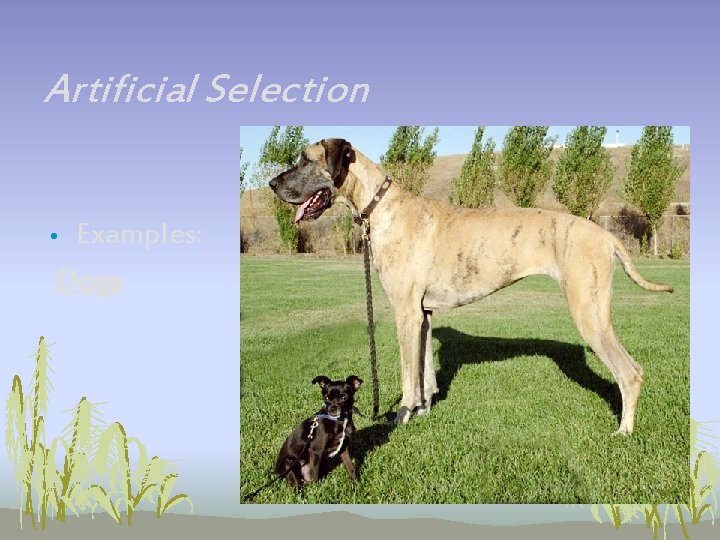 Artificial Selection Examples: Dogs • Artificial Selection Examples: Dogs •