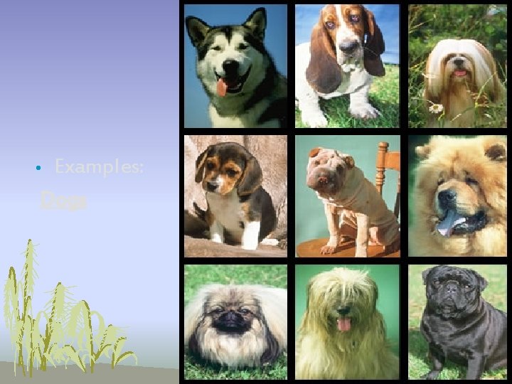 Examples: Dogs • Examples: Dogs •