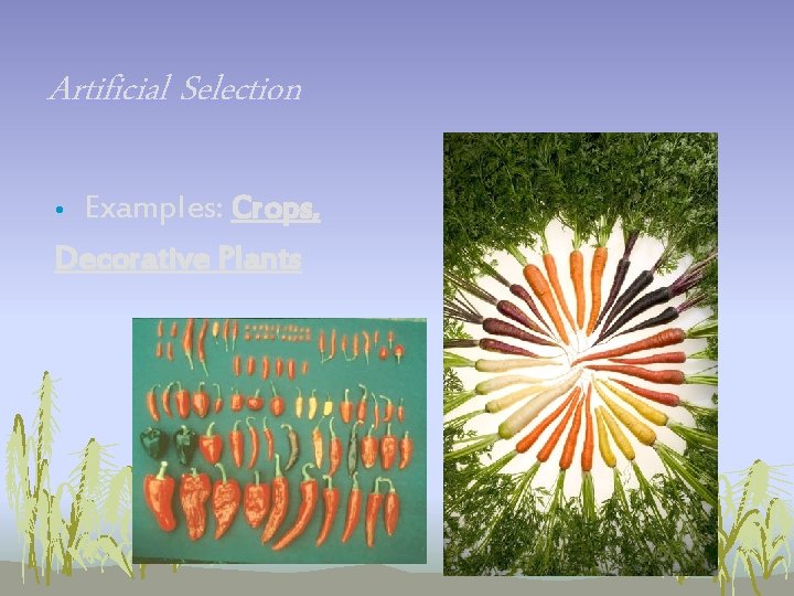 Artificial Selection Examples: Crops, Decorative Plants • Artificial Selection Examples: Crops, Decorative Plants •