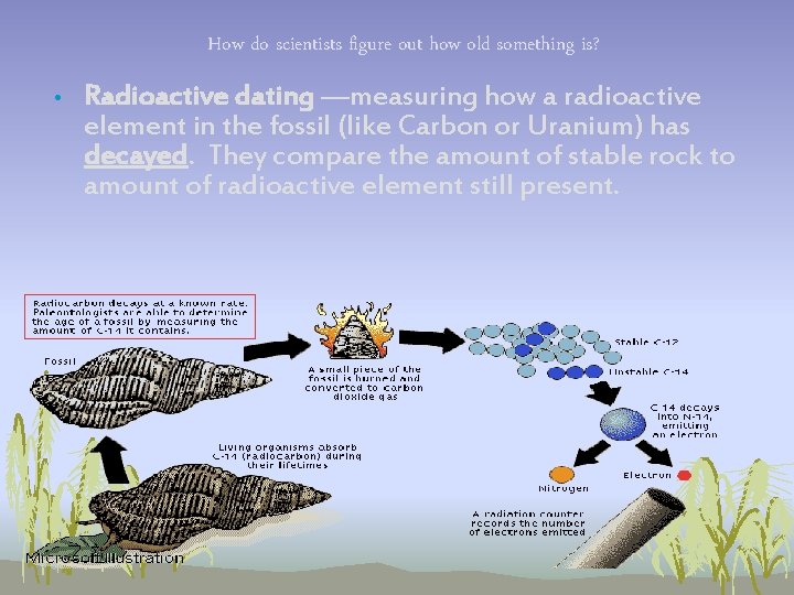 How do scientists figure out how old something is? • Radioactive dating —measuring how How do scientists figure out how old something is? • Radioactive dating —measuring how