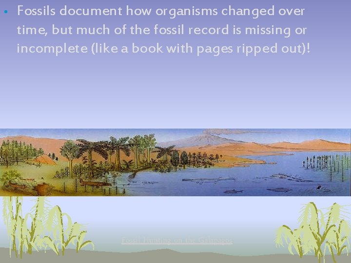 • Fossils document how organisms changed over time, but much of the fossil • Fossils document how organisms changed over time, but much of the fossil