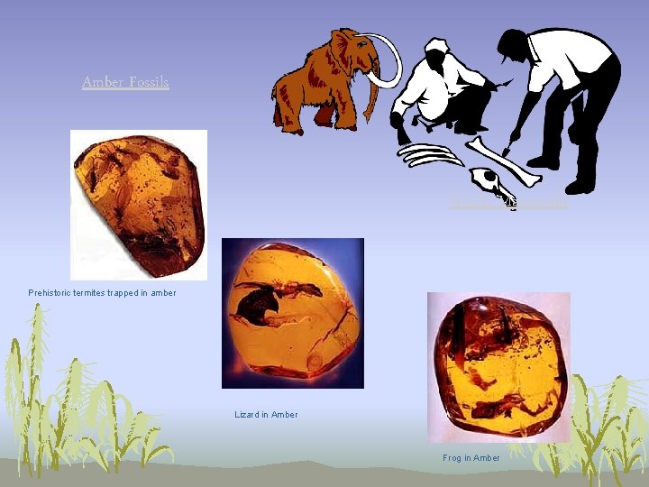 Amber Fossils Woolly Mammoths Prehistoric termites trapped in amber Lizard in Amber Frog in Amber Fossils Woolly Mammoths Prehistoric termites trapped in amber Lizard in Amber Frog in