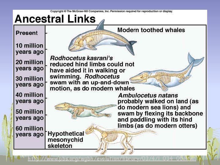http: //www. pbs. org/wgbh/evolution/library/03/4/l_034_05. html http: //www. pbs. org/wgbh/evolution/library/03/4/l_034_05. html