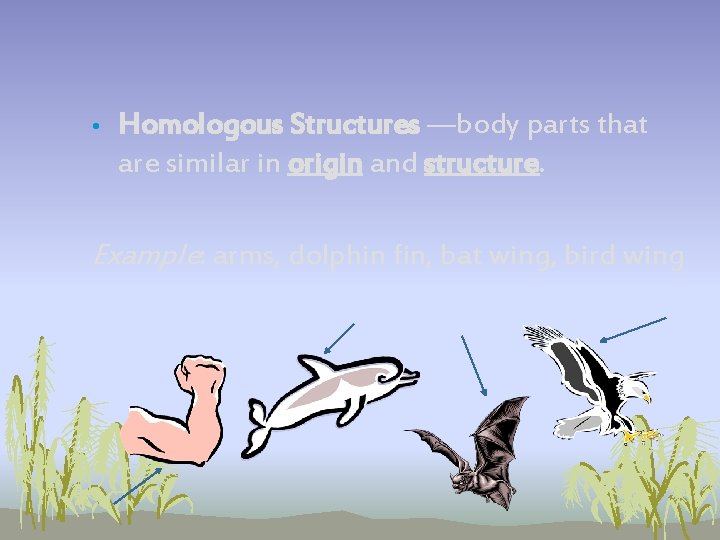 • Homologous Structures —body parts that are similar in origin and structure. Example: • Homologous Structures —body parts that are similar in origin and structure. Example: