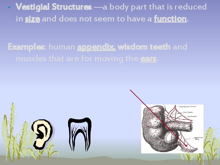 • Vestigial Structures —a body part that is reduced in size and does • Vestigial Structures —a body part that is reduced in size and does