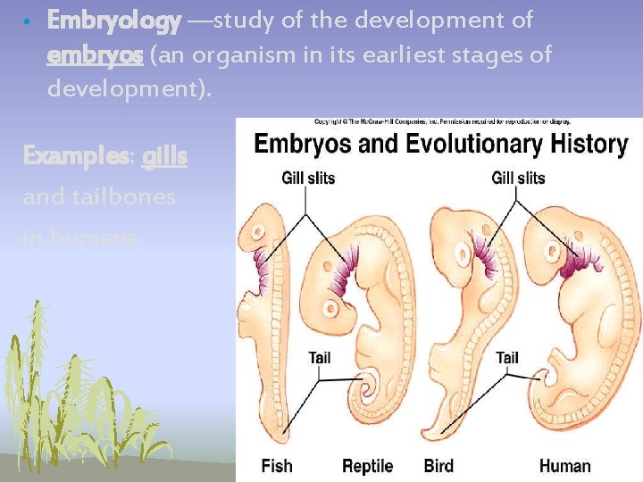 • Embryology —study of the development of embryos (an organism in its earliest • Embryology —study of the development of embryos (an organism in its earliest