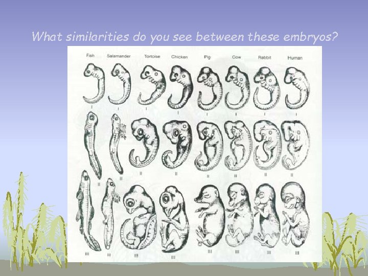 What similarities do you see between these embryos? What similarities do you see between these embryos?