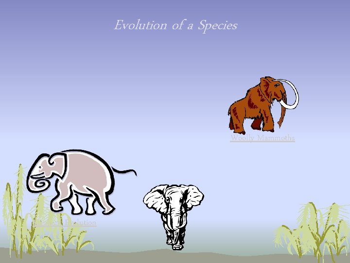 Evolution of a Species Woolly Mammoths Elephant Evolution Evolution of a Species Woolly Mammoths Elephant Evolution