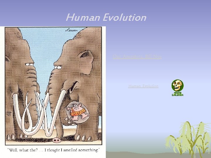 Human Evolution Our Ancestors: Bill Nye Human Evolution Human Evolution Our Ancestors: Bill Nye Human Evolution