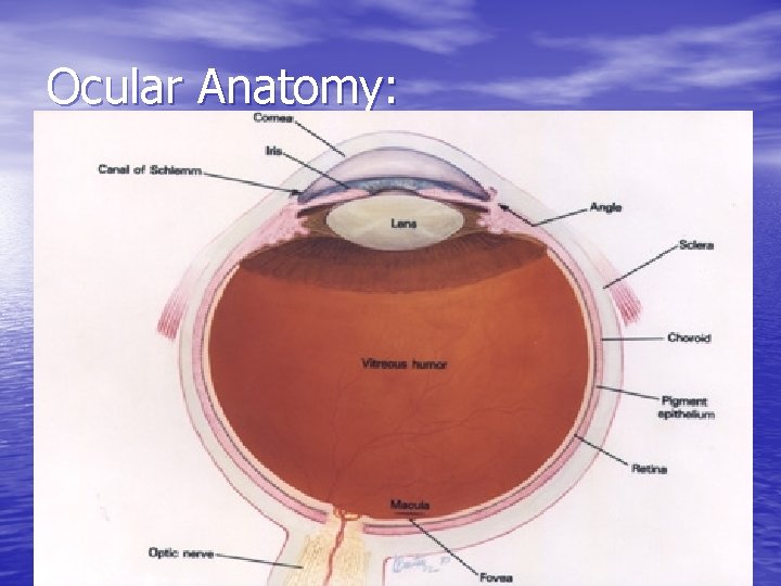 Ocular Anatomy: 