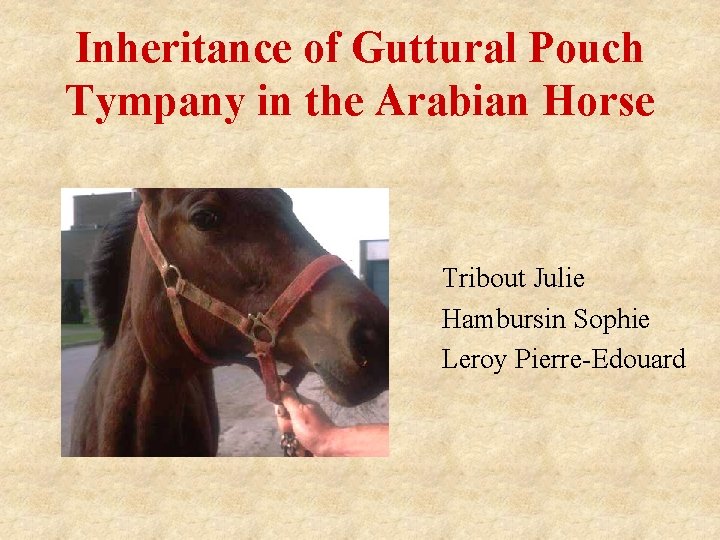 Inheritance of Guttural Pouch Tympany in the Arabian Horse Tribout Julie Hambursin Sophie Leroy