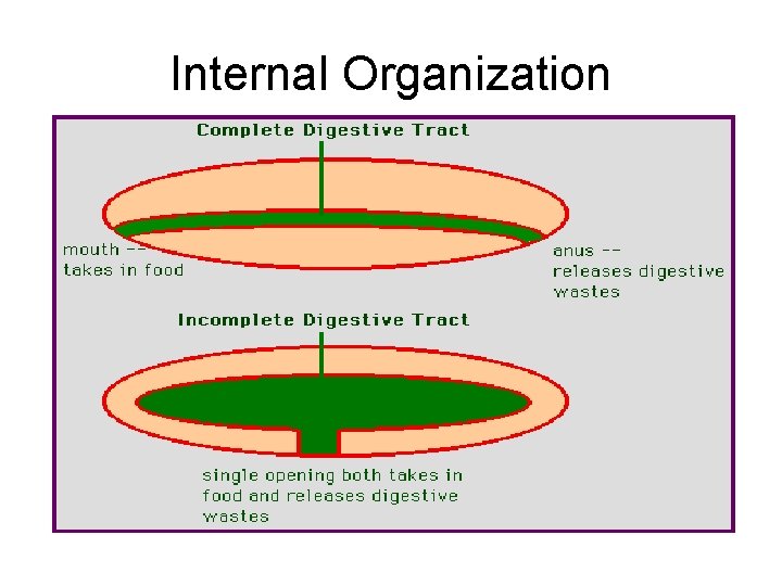 Internal Organization 