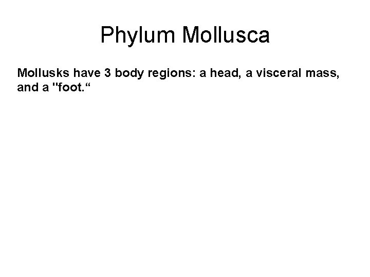 Phylum Mollusca Mollusks have 3 body regions: a head, a visceral mass, and a