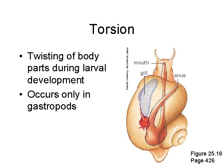 Torsion • Twisting of body parts during larval development • Occurs only in gastropods