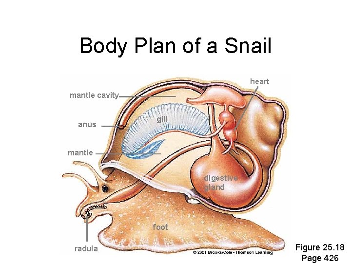 Body Plan of a Snail heart mantle cavity anus gill mantle digestive gland foot