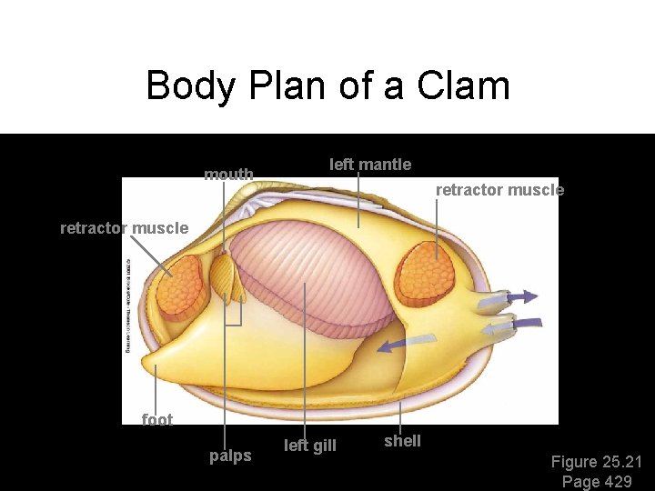 Body Plan of a Clam mouth left mantle retractor muscle foot palps left gill