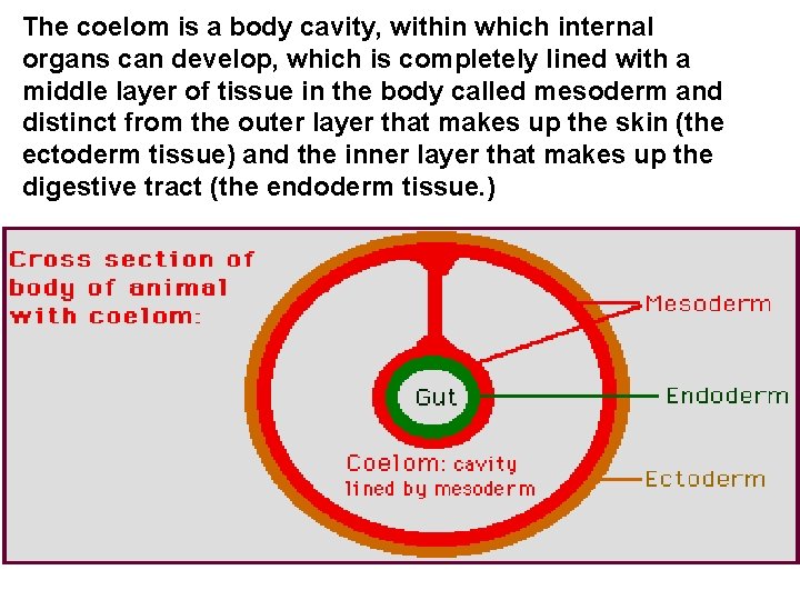 The coelom is a body cavity, within which internal organs can develop, which is