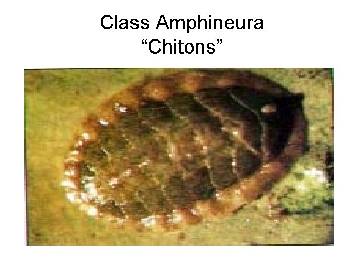 Class Amphineura “Chitons” 