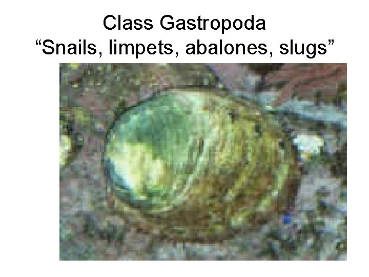 Class Gastropoda “Snails, limpets, abalones, slugs” 