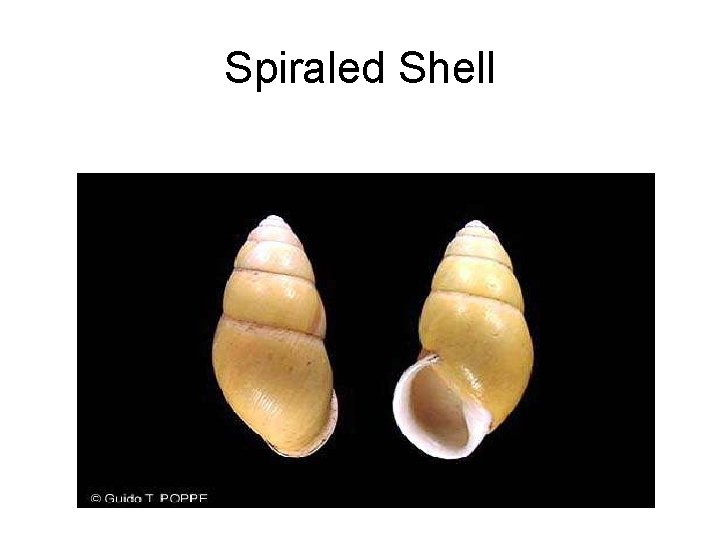 Spiraled Shell 