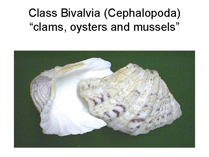 Class Bivalvia (Cephalopoda) “clams, oysters and mussels” 