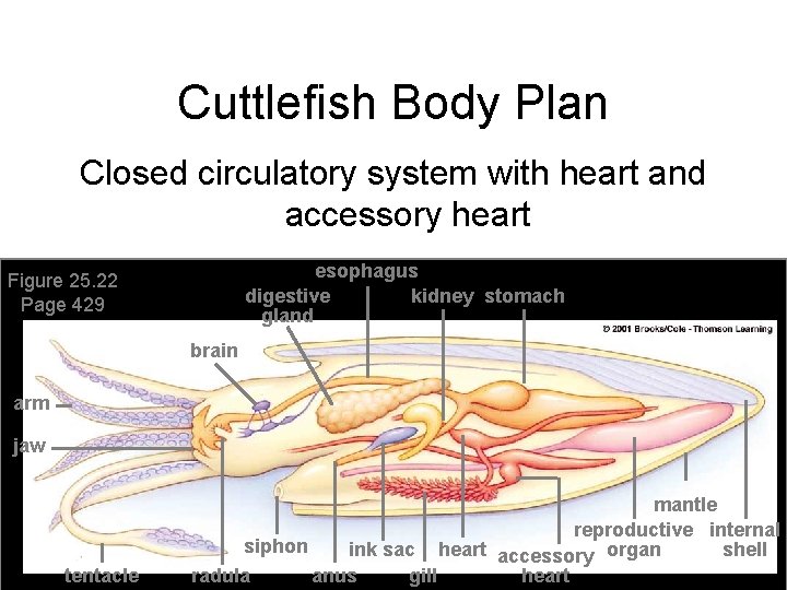 Cuttlefish Body Plan Closed circulatory system with heart and accessory heart esophagus digestive kidney