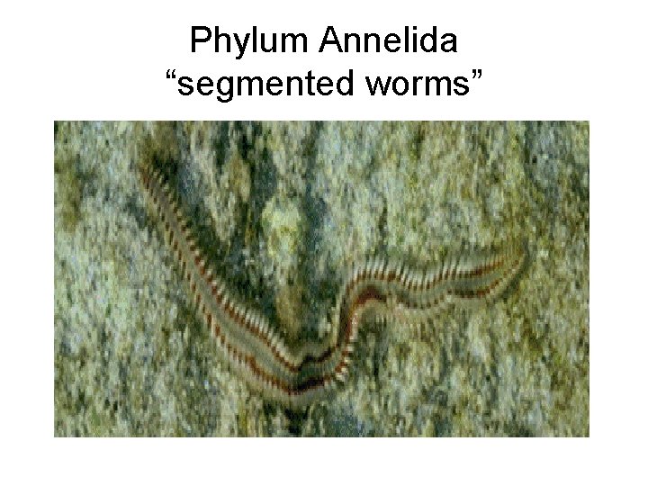 Phylum Annelida “segmented worms” 