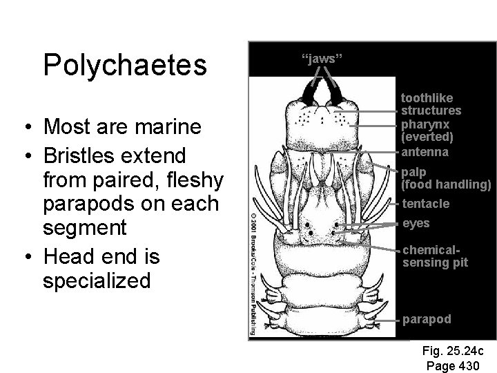 Polychaetes • Most are marine • Bristles extend from paired, fleshy parapods on each