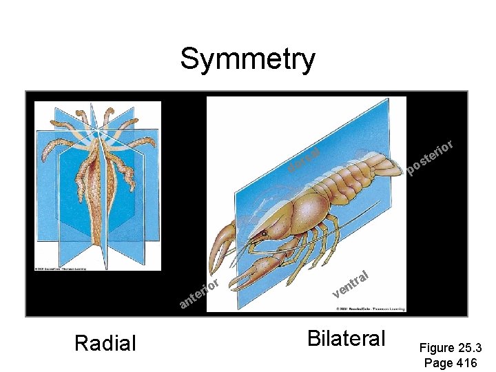 Symmetry r o i r al te s o s r do ior er