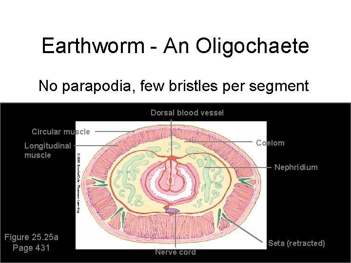 Earthworm - An Oligochaete No parapodia, few bristles per segment Dorsal blood vessel Circular