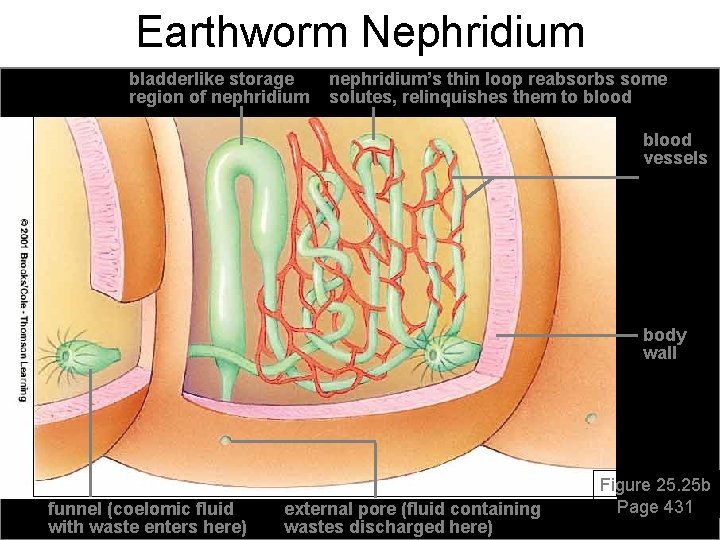 Earthworm Nephridium bladderlike storage region of nephridium’s thin loop reabsorbs some solutes, relinquishes them
