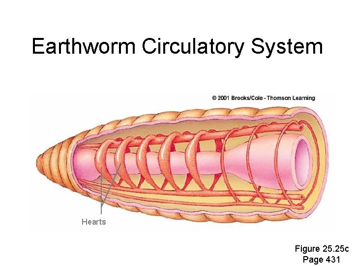 Earthworm Circulatory System Hearts Figure 25. 25 c Page 431 