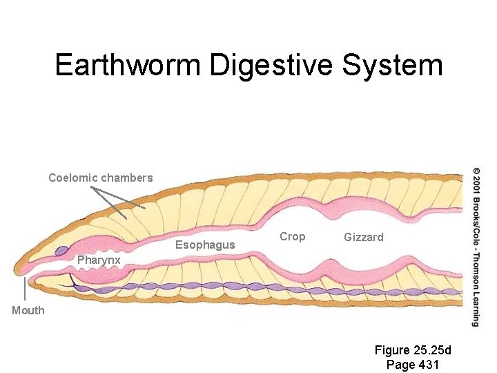 Earthworm Digestive System Coelomic chambers Esophagus Crop Gizzard Pharynx Mouth Figure 25. 25 d