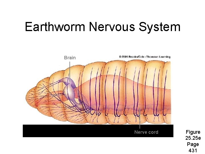 Earthworm Nervous System Brain Nerve cord Figure 25. 25 e Page 431 