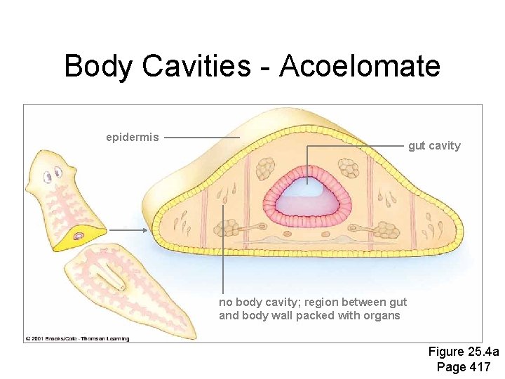 Body Cavities - Acoelomate epidermis gut cavity no body cavity; region between gut and