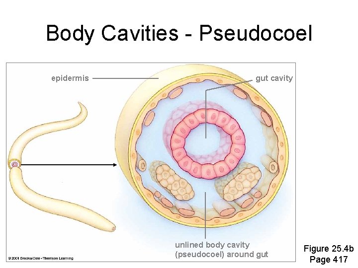 Body Cavities - Pseudocoel epidermis gut cavity unlined body cavity (pseudocoel) around gut Figure