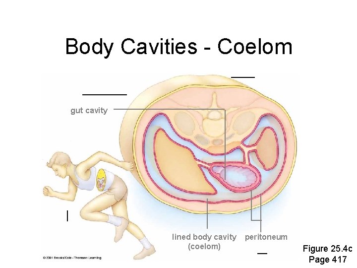 Body Cavities - Coelom gut cavity lined body cavity (coelom) peritoneum Figure 25. 4