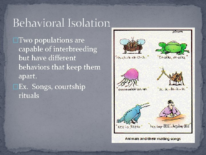 Behavioral Isolation �Two populations are capable of interbreeding but have different behaviors that keep