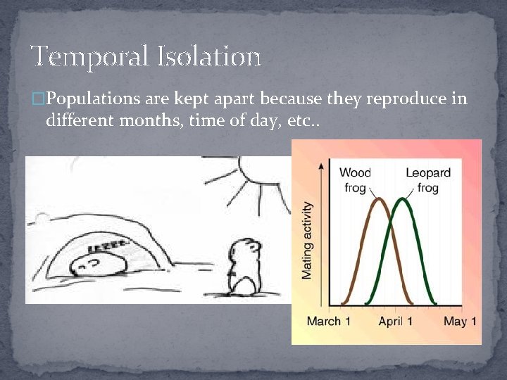 Temporal Isolation �Populations are kept apart because they reproduce in different months, time of