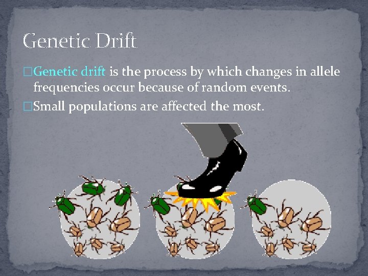 Genetic Drift �Genetic drift is the process by which changes in allele frequencies occur