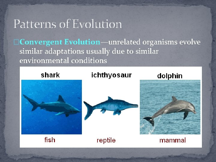 Patterns of Evolution �Convergent Evolution—unrelated organisms evolve similar adaptations usually due to similar environmental