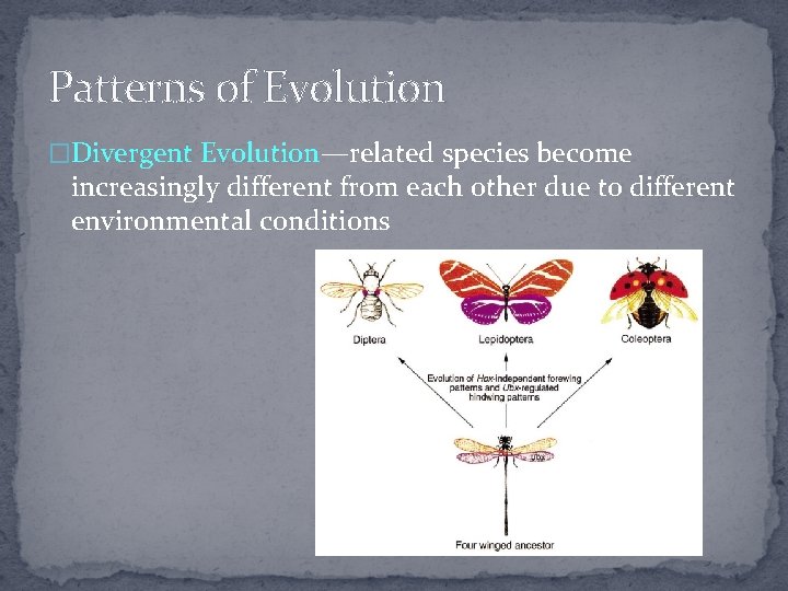 Patterns of Evolution �Divergent Evolution—related species become increasingly different from each other due to