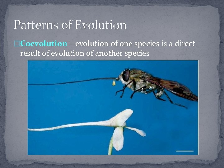 Patterns of Evolution �Coevolution—evolution of one species is a direct result of evolution of