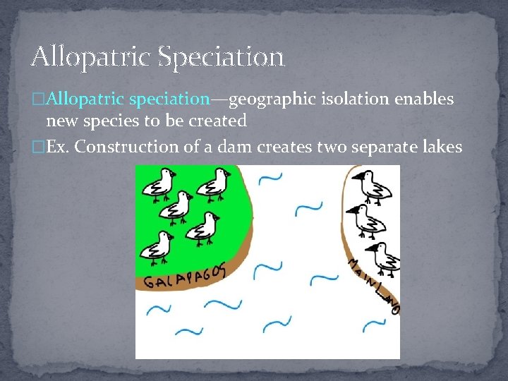 Allopatric Speciation �Allopatric speciation—geographic isolation enables new species to be created �Ex. Construction of